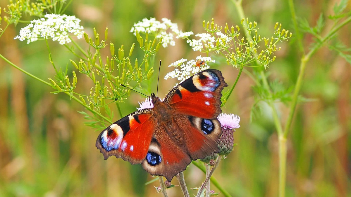 Butterfly with its wings open