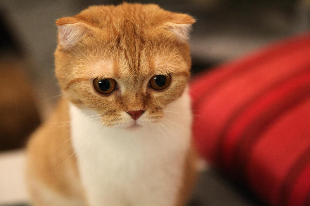 Cat with its ears folded down towards its head